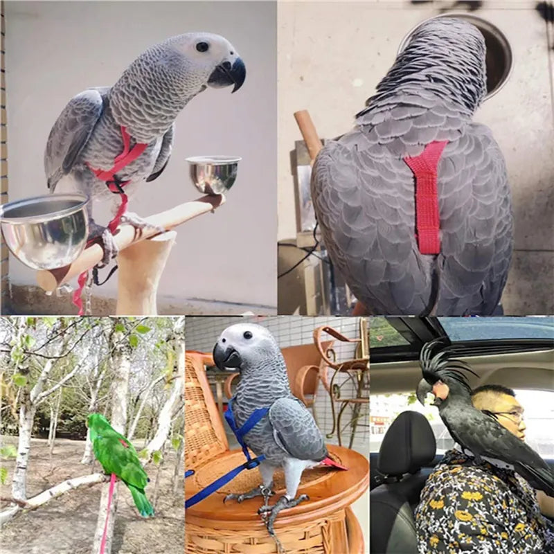 Collage of five images showcasing different parrots. Top left: Gray parrot wearing a red Parrot Flying Rope Bird Harness Leash Training Traction Rope for Birds. Top right: Parrot seen from behind. Bottom left: Green parrot in an outdoor setting. Bottom center: Gray parrot resting on a basket. Bottom right: Black parrot sitting on a man's shoulder inside a car.