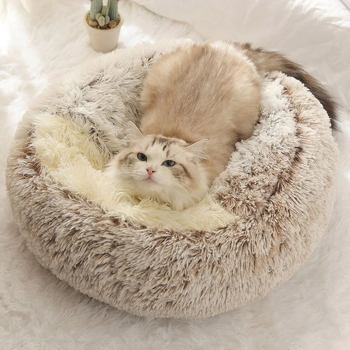 A fluffy cat with cream and brown fur relaxes in a Plush Pet Bed, sitting on a white surface with a small cactus plant nearby. This bed, part of the Cat Cushion and Cat Sleep Bag collection, offers the perfect touch of coziness.