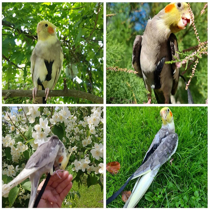 Papagei fliegen Seil Vogel Geschirr Leine Training Zugseil für Vögel